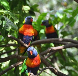 These birds were having dinner and kept dive-bombing our heads. Beautiful... but dangerous!