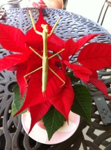 This mantis came for lunch one day, enjoying our poinsettia as we dined on the patio. It may or may not be the same one that has been hanging around for the past 8-10 weeks...no idea of their lifespan.