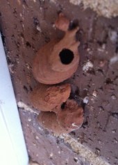 This is a trio of mud dauber nest on the side of our house, in a window behind the barbecue. The top one recently hatched; the bottom two are still feeding, waiting to emerge.