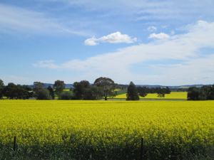 Beautiful fields of canola on the drive to Junee.