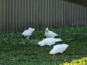 Sulphur-crested cockatoos - they are everywhere!