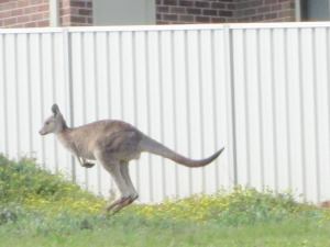Yes, that's a fence and a house in a residential neighbourhood - a kangaroo across from Lisa and Dan's house!