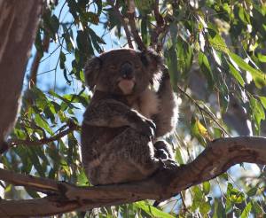 Another great pic! He was curious about us, too, and kept moving to see what we were doing (between naps, of course).