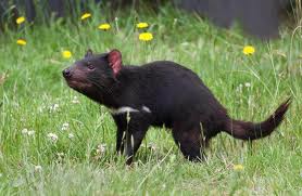 Are Tassie Devils cute?